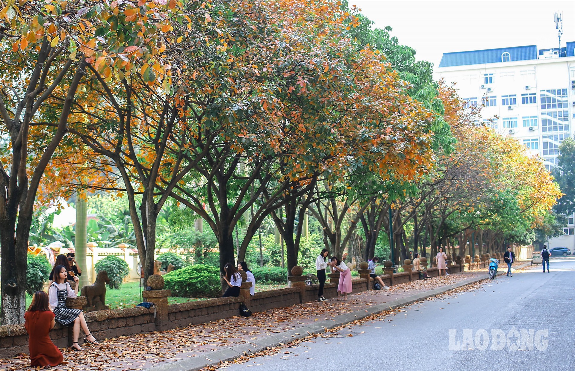 Tháng 3 hàng năm, hàng cây ở trường Đại học Sư phạm Hà Nội lại khoác lên mình màu áo mới mùa thay lá.