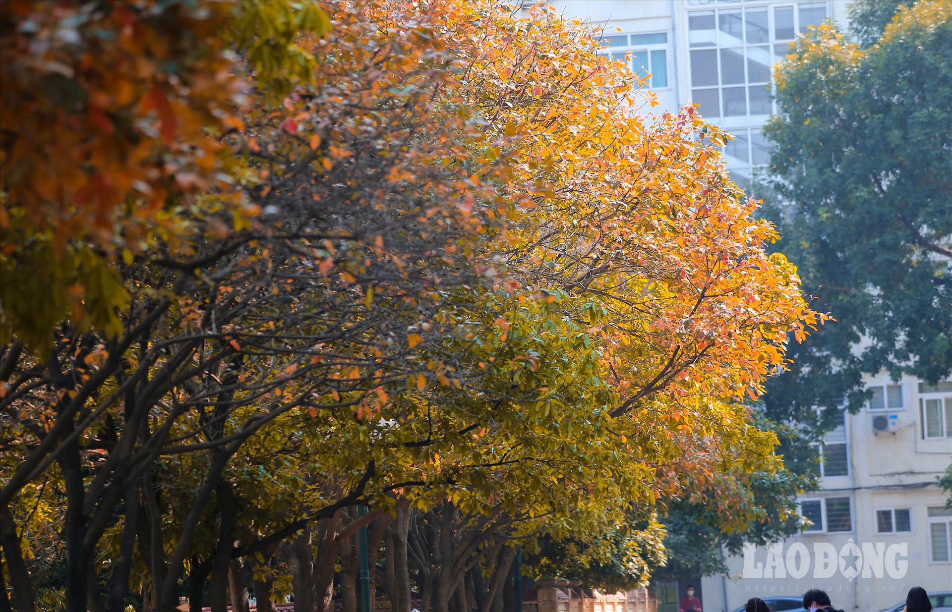 Hàng cây lộc vừng lá vàng, lá đỏ trải dài hơn 100 mét trong khuôn viên trường Đại học Sư phạm Hà Nội.