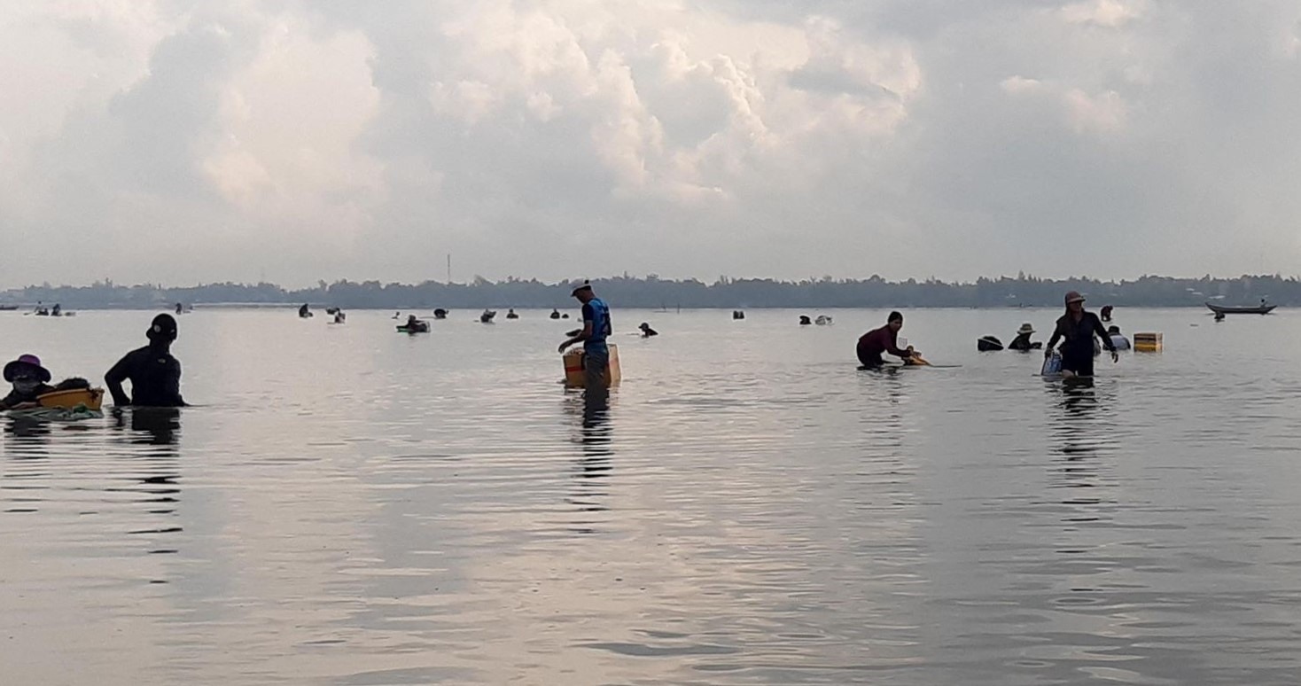 Những ngày này, trên sông Trường Giang thuộc xã Tam Hiệp (huyện Núi Thành) hàng trăm người ngâm mình dưới nước để vớt rong câu chỉ vàng.