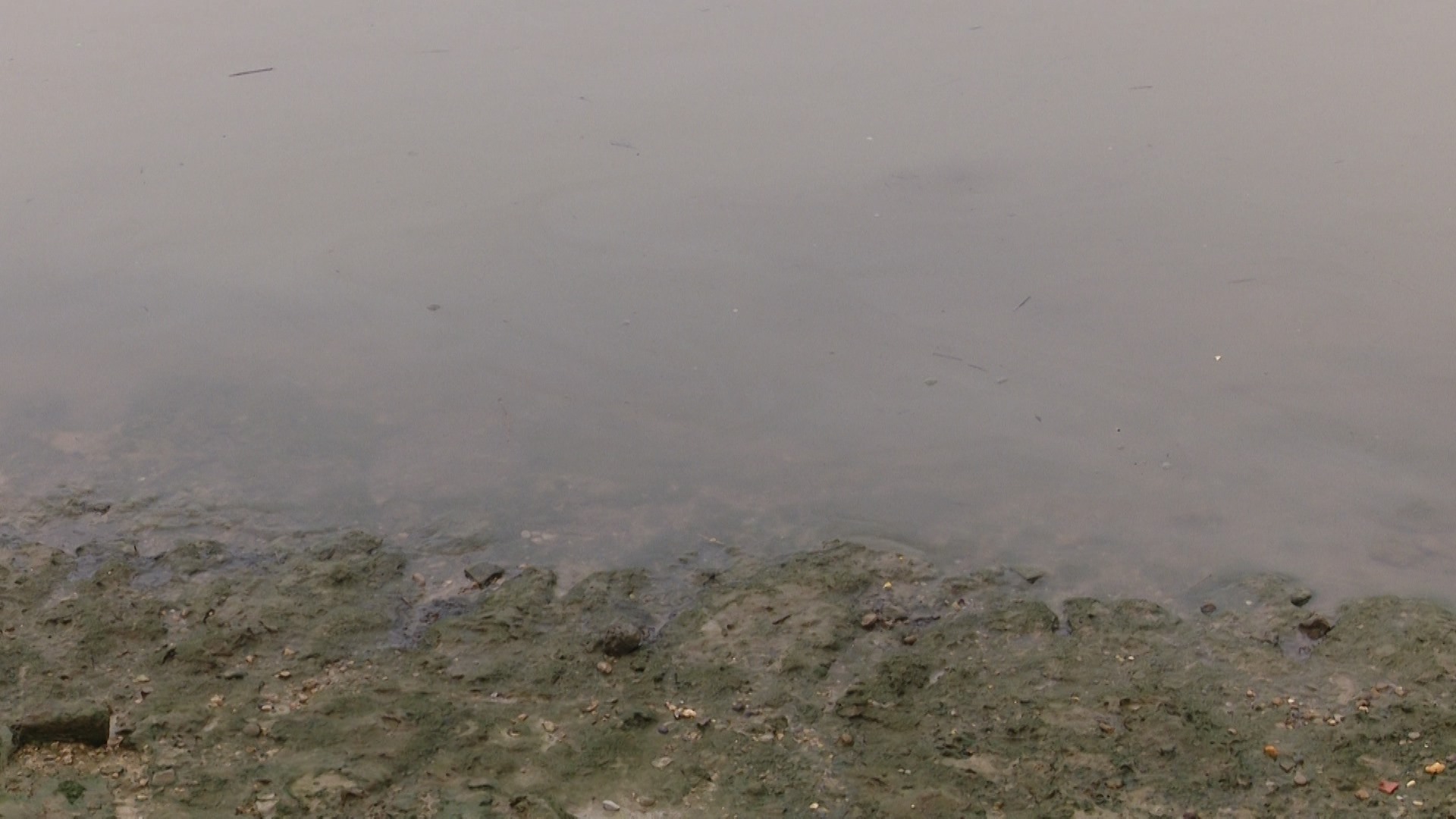 Mặt nước sông Hồng có váng do một số thùng phuy bị rò rỉ, chảy nước màu đen bốc mùi khó chịu.