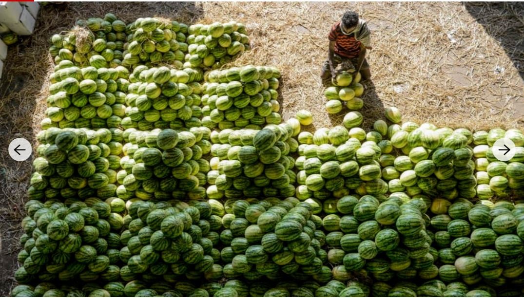 Người lao động đang xếp dưa hấu trước một buổi đấu giá tại chợ bán buôn trái cây ở thành phố Hyderabad, Ấn Độ. Ảnh: AFP/Getty.