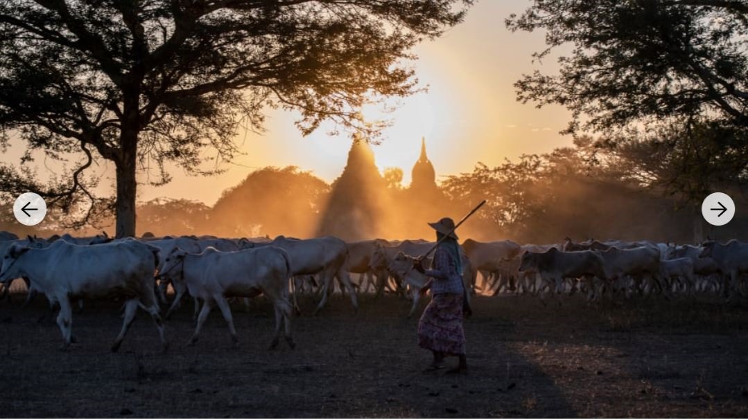 Người chăn gia súc ở Bagan, Myanmar lùa đàn gia súc trở về khi mặt trời lặn. Ảnh: Getty.