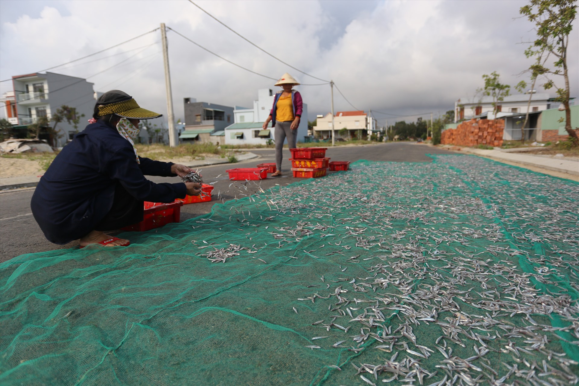 Ngoài làm mắm, một số người mua cá cơm về phơi khô để bán với giá khoảng 120.000 đồng/kg.
