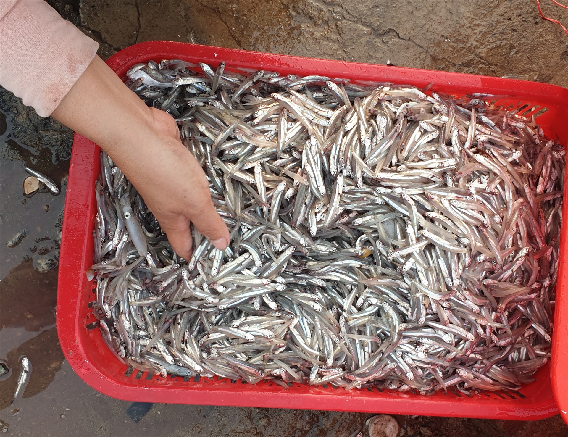 Mùa cá cơm có từ tháng 3 đến tháng 9. Hiện nay, cá cơm được bán lẻ với giá khoảng 25.000 đồng/kg.