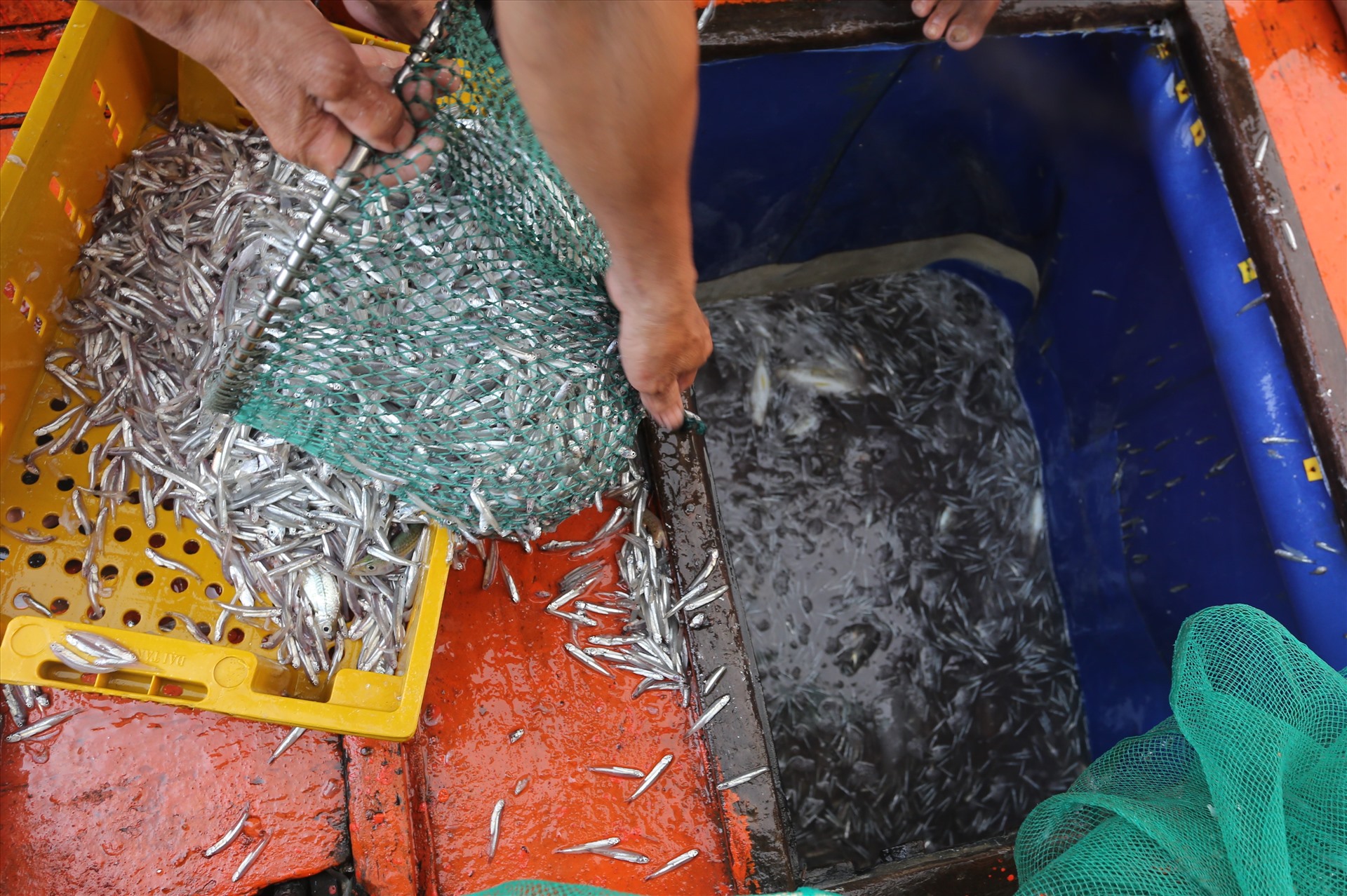 Hầm chứa tàu Qna 94457 do ông Đăng Văn Sơn (trú xã Bình Minh, huyện Thăng Bình) làm chủ chất đầy cá cơm. Họ dùng vợt xúc đổ vào khay nhựa cho ráo nước để dễ dàng vận chuyển lên bờ.