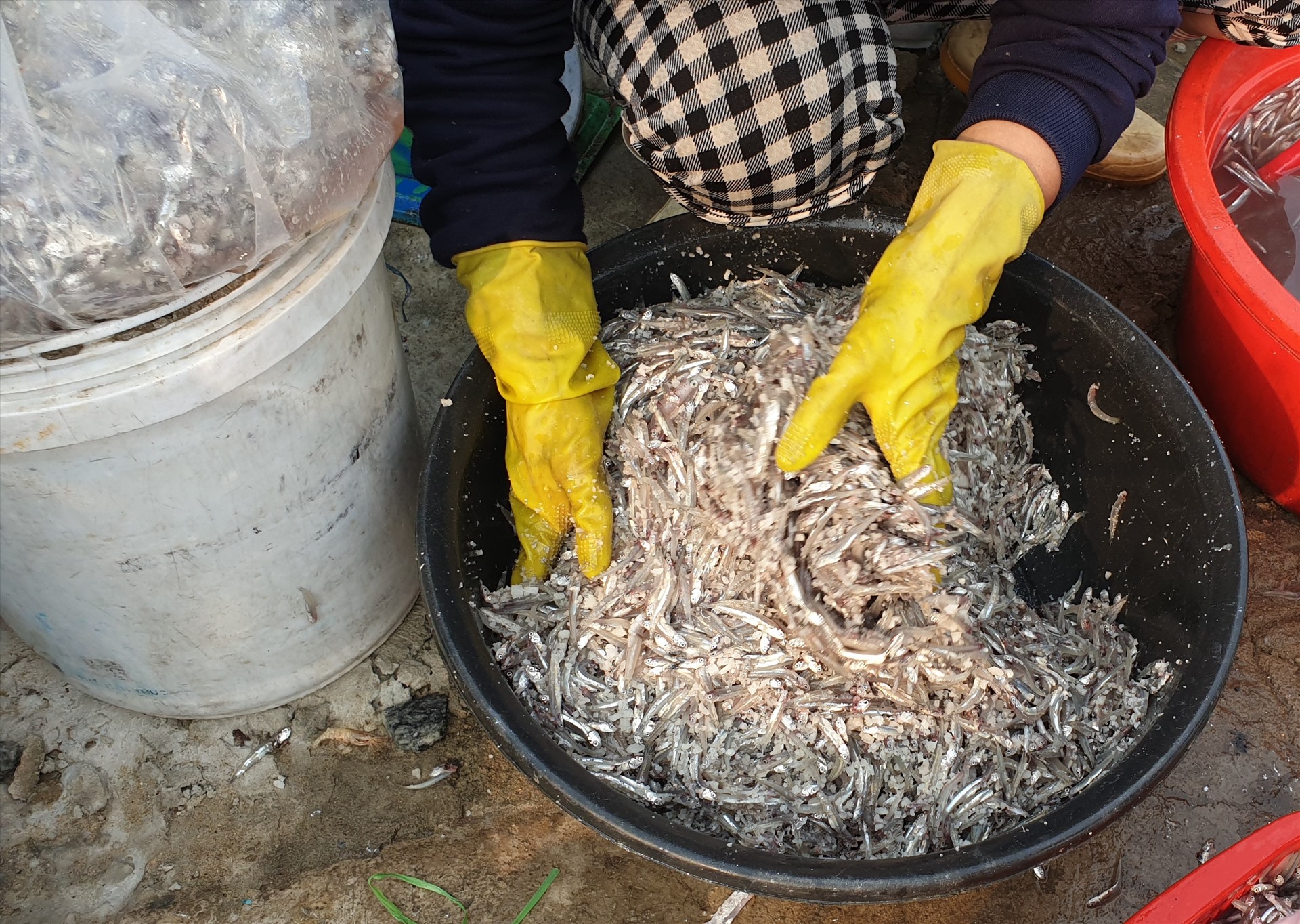 “Để muối cá không bị hư và đạt độ ngon thì nên trộn cá và muối theo tỉ lệ 3-1, tức 10kg cá - 3,5kg muối“- một người dân nói.
