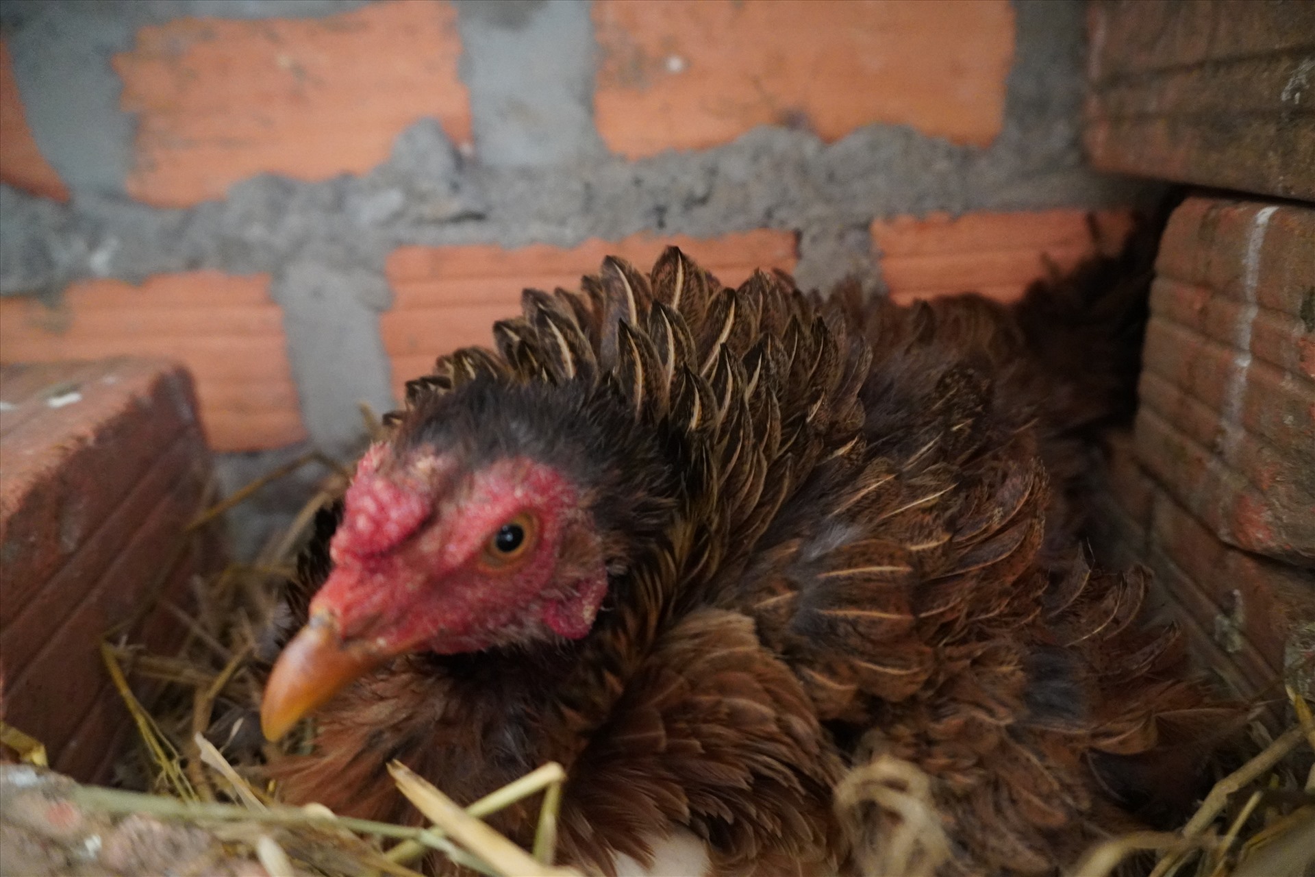 Mỗi lứa gà đẻ trứng sẽ nở khoảng 30-40% là gà lông ngược, còn lại là gà con bình thường. Ảnh: LX
