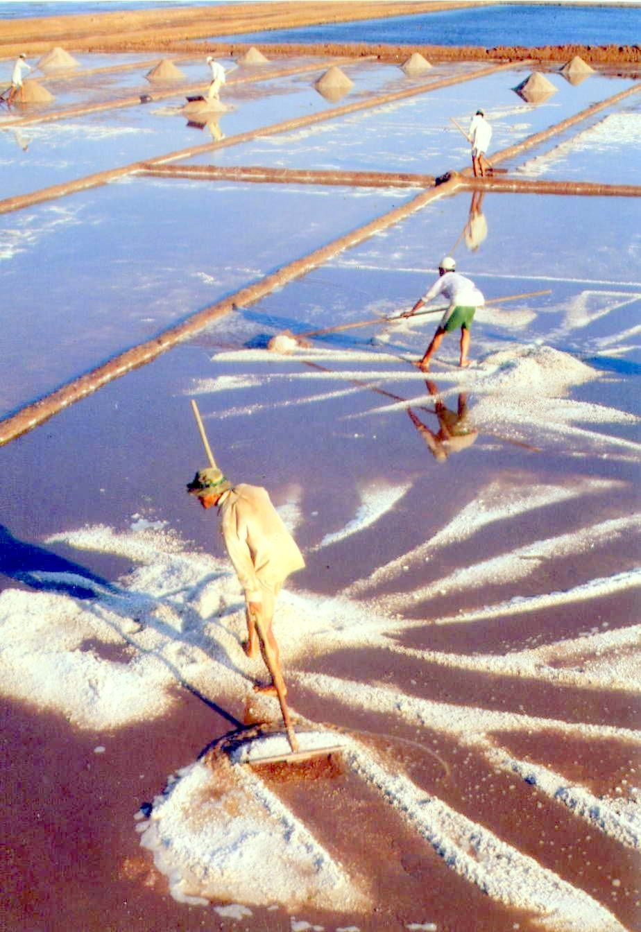 Nghề muối gắn liền với nước mặn và nắng nóng, vì vậy nắng nóng khô hạn kéo dài thuận lợi cho sản xuất muối (ảnh Nhật Hồ)