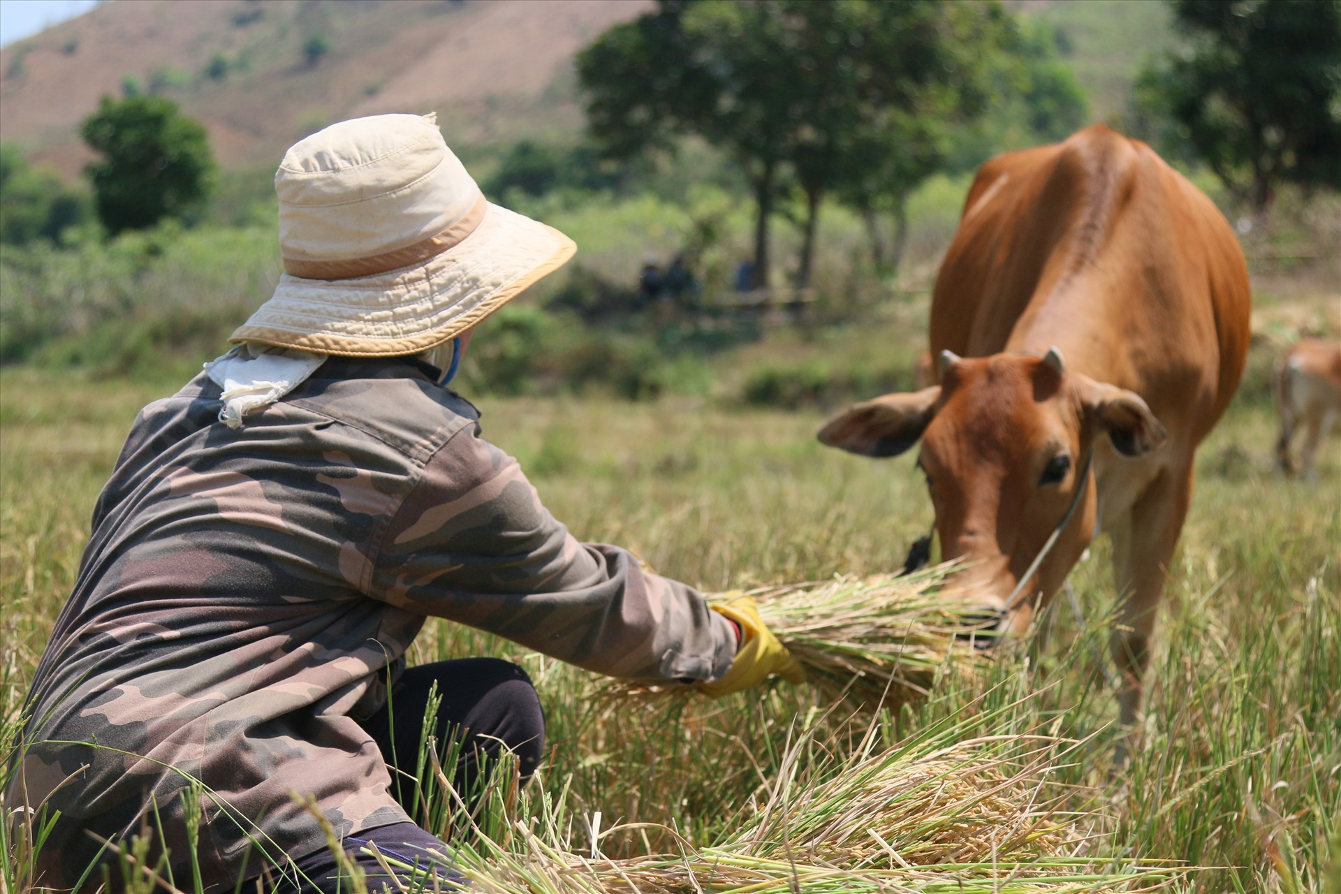 Thời điểm hiện tại, không chỉ người dân ở xã Cư Pui cắt lúa chết khô cho bò ăn, một số xã khác trong huyện cũng chung tình cảnh tương tự.