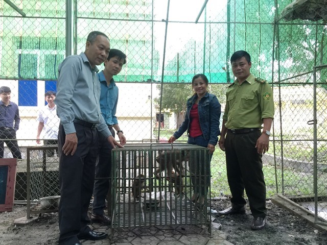 Người dân giao nộp khỉ vàng cho Vườn Quốc gia Vũ Quang