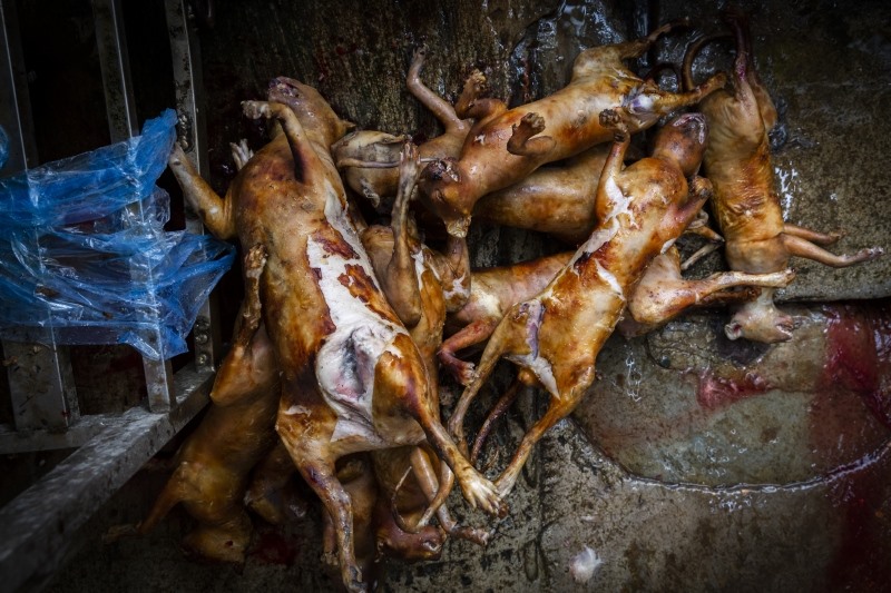 Với hình ảnh thịt chó tươi ngon, được chế biến công phu và đảm bảo vệ sinh, chắc chắn sẽ khiến bạn ấn tượng với một món ăn độc đáo tại Việt Nam.
