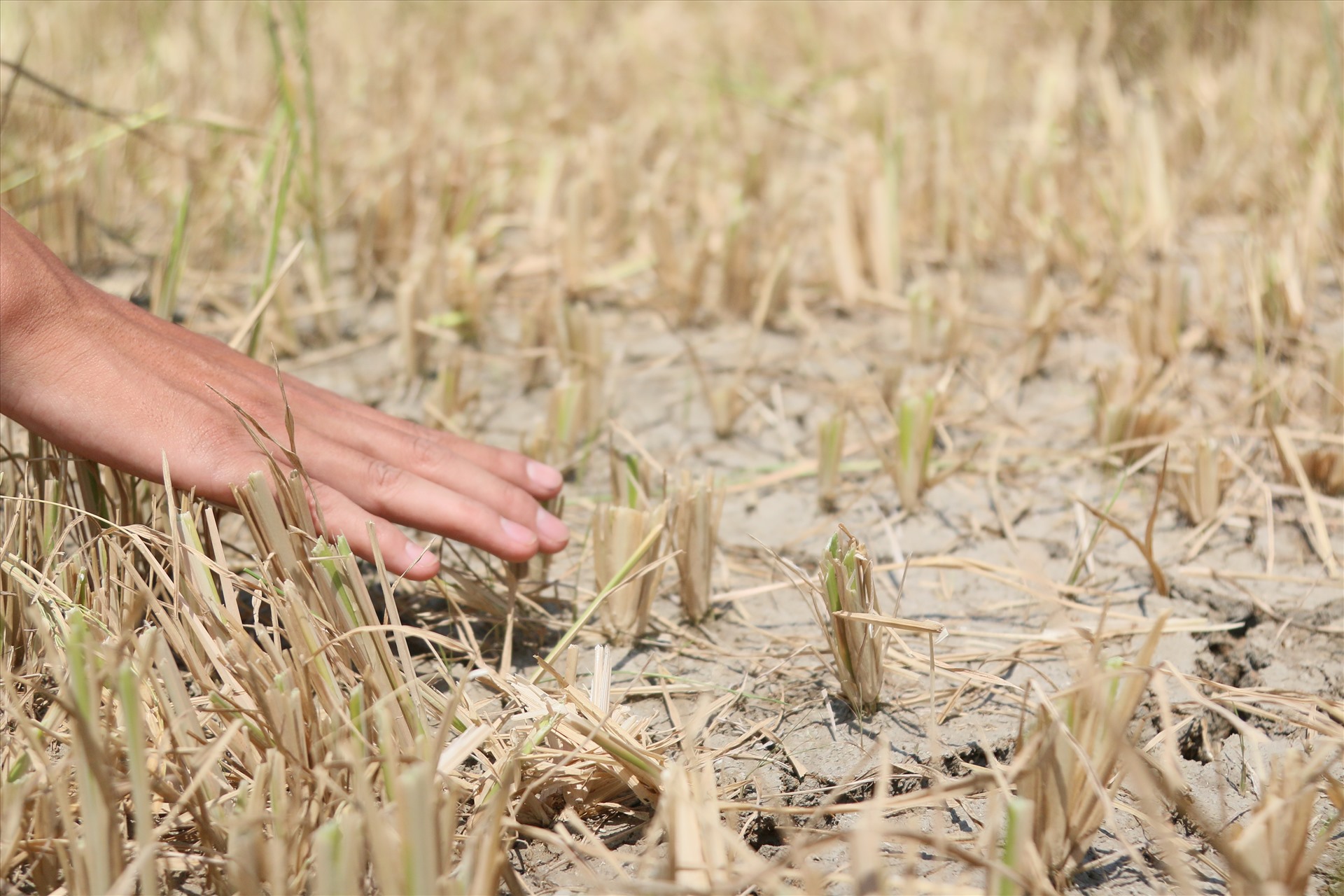 Ở huyện Krông Bông, Đắk Lắk, cây lúa chết khô do thiếu nước tưới. Ảnh: B.T
