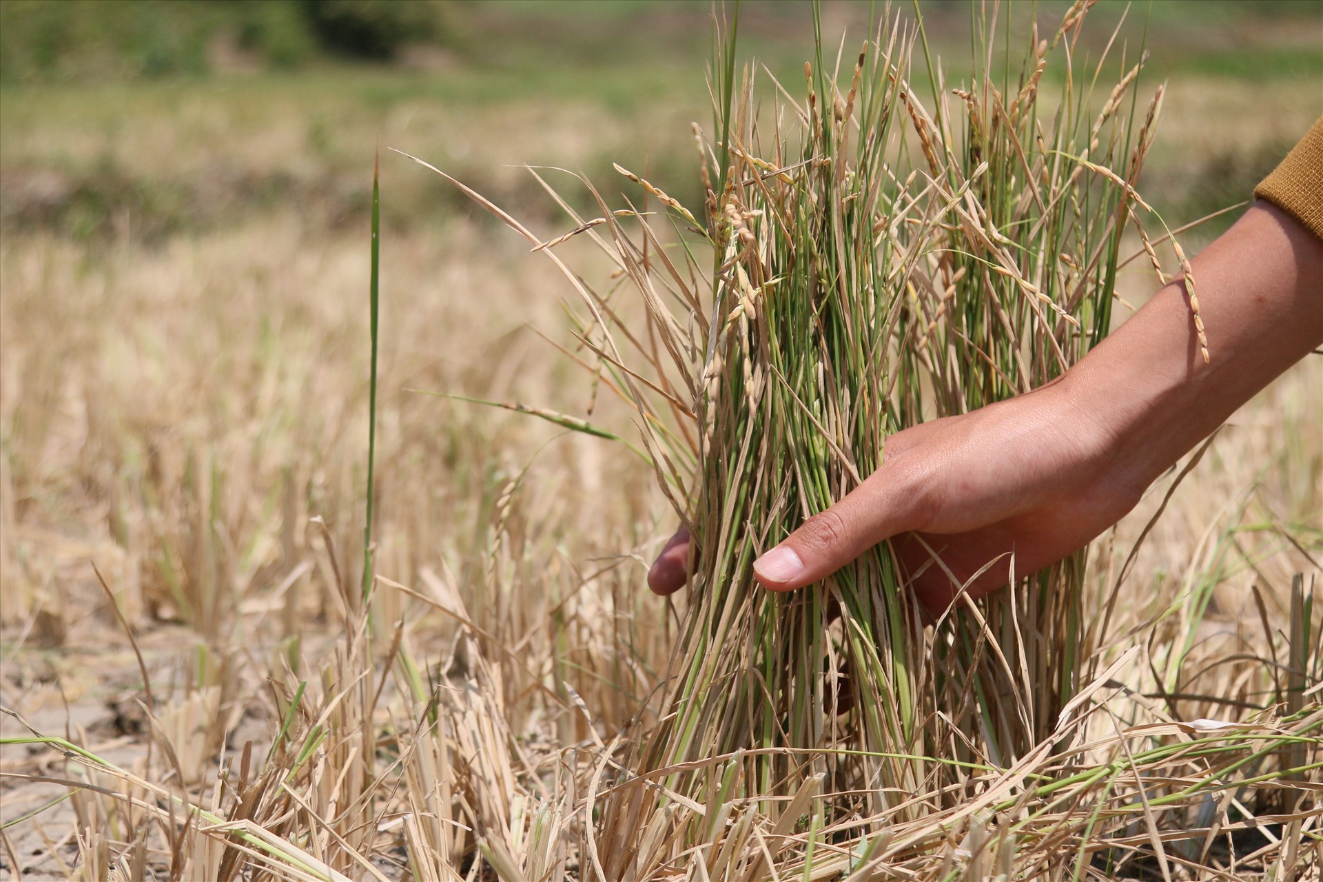 Ở huyện Krông Bông, Đắk Lắk, cây lúa chết khô do thiếu nước tưới. Ảnh: B.T