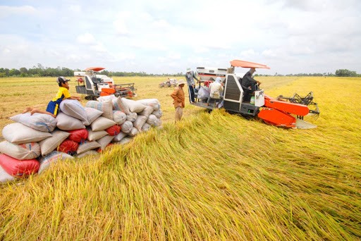 ĐBSCL thắng lợi vụ đông xuân, nguồn cung lúa gạo dồi dào.