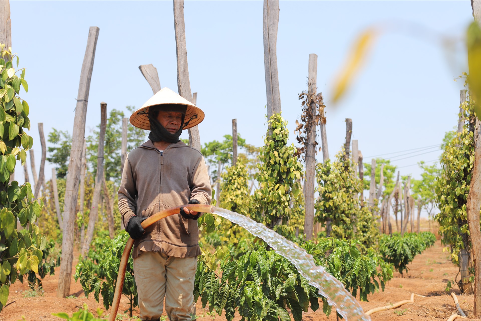 Để tự cứu lấy diện tích nông sản đang ngày càng khô héo, người nông dân ở xã Ea H'leo đành tự xoay sở tìm nguồn nước tưới. Ảnh: LX