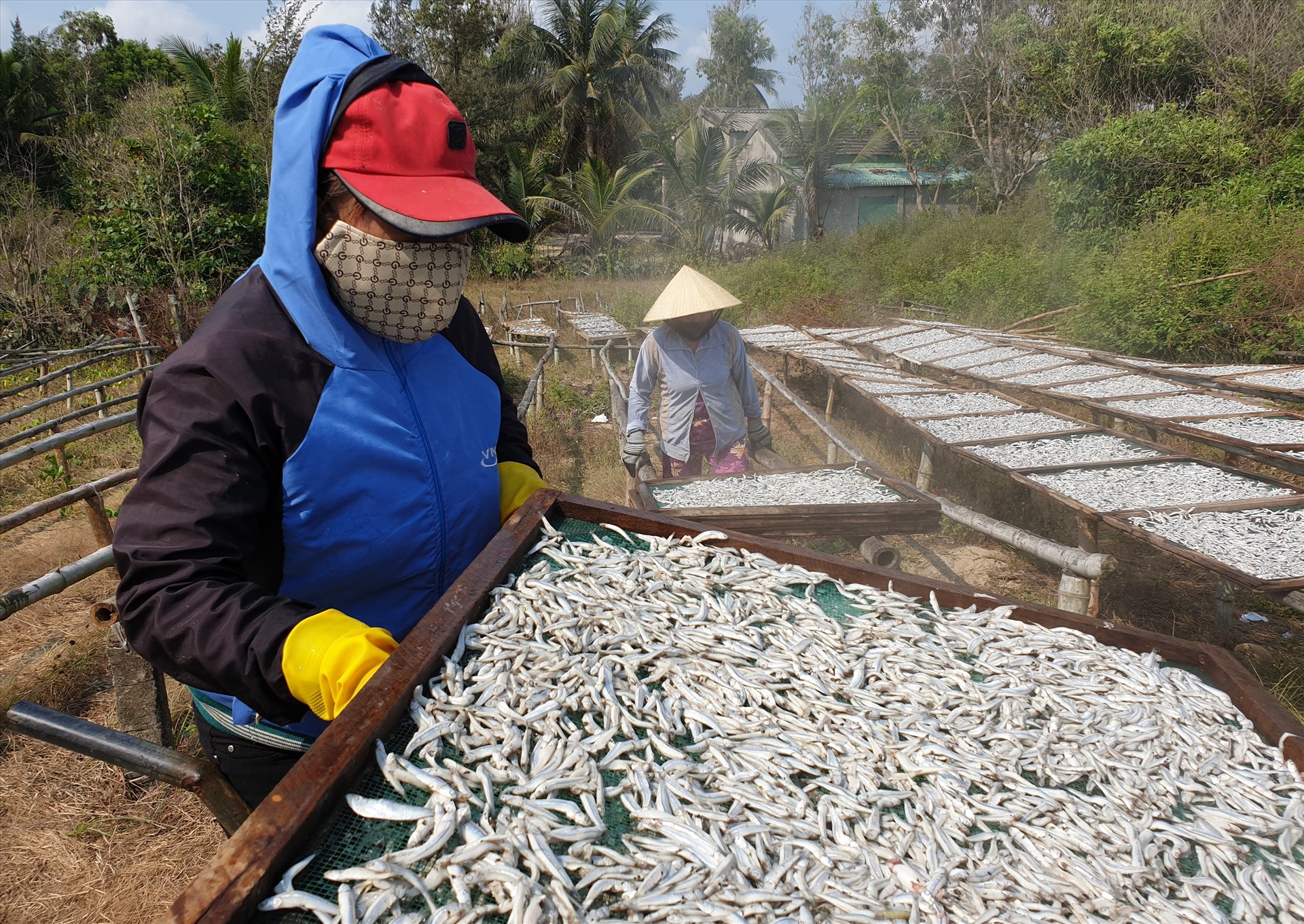 Theo kinh nghiệm phơi cá của bà Bốn và một số chị em khác, thời điểm nghề hấp cá ở Bình Minh tất bật vào vụ và kéo dài từ cuối tháng 3 đến hết tháng 8. Nếu trời nắng gắt thì cá sau khi hấp chỉ cần phơi một nắng (một ngày) là khô và có thể đóng thùng đưa đi tiêu thụ.