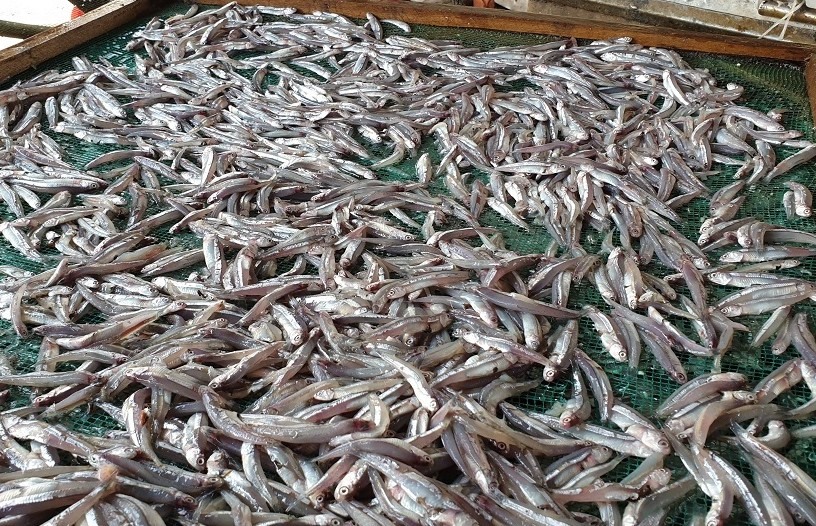 Trung bình một ngày, sản lượng cá khô mang thương hiệu Bình Minh cung ứng hàng tấn cho thị trường. Cá khô làm ra bao nhiêu được bán hết bấy nhiêu với giá cả ổn định nên người dân ở đây cũng phấn khởi.