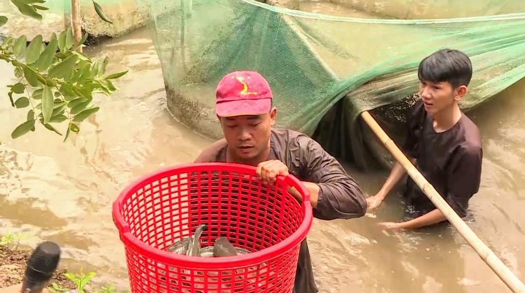 Anh Lê Thành Tâm, chủ nhà vườn Thành Tâm, cũng lội xuống ao cá nuôi sau nhà, bắt hơn chục ký cá lóc loại nhất để gửi tặng bộ đội. Tổng cộng số cá bà con xứ cồn tặng đợt này hơn 50 ký.