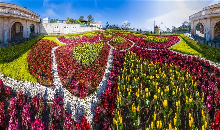 Hoa Tulip ở Bà Nà Hill.