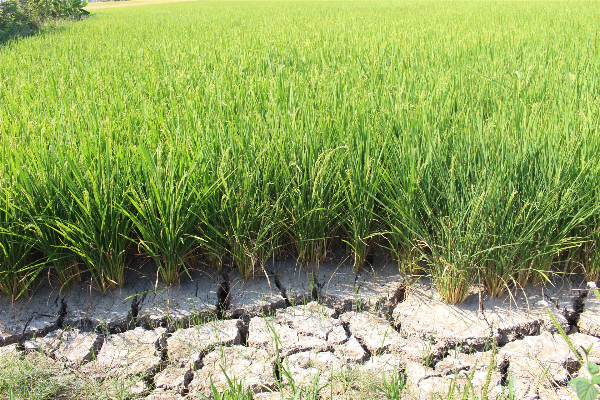 Theo Phòng NNPTNT huyện Tân Trụ, vụ lúa đông xuân này toàn huyện gieo sạ gần 4.600ha, hiện lúa đang giai đoạn chín chuẩn bị thu hoạch là hơn 900ha. Tuy nhiên, các ruộng lúa có nguy cơ mất trăng do chưa kịp làm đòng đã cạn khô nước.