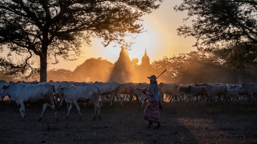 . Bagan, Miến Điện: Hình ảnh người phụ nữ đang chăn đàn bò của mình dưới ánh mặt trời đang khuất sau dãy núi ở Bagan, một trong những địa điểm khảo cổ vĩ đại nhất thế giới, ở Vùng Mandalay của Myanmar. Ảnh: Shwe Paw Mya Tin