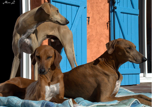 6. Chó Azawakh: Giá $ 3.000 - $ 6.500 Đây là một trong số rất ít các giống chó châu Phi có sẵn để mua. Chúng là những thợ săn và có thể đạt tốc độ 40 dặm một giờ. Những con chó này rất thân thiện và yêu con người.