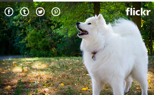 10. Chó Samoyed: Giá: 4.000 - 11.000 USD (92 - 253 triệu đồng) Giống chó có bộ lông tuyệt đẹp này được nhân giống ở Siberia để giúp đàn tuần lộc và kéo xe trượt tuyết. Bộ lông trắng tuyệt vời của chúng có kết cấu mềm mại đến nỗi một số người thậm chí còn sử dụng nó để đan. Và cái miệng hếch của họ trông giống như một nụ cười.