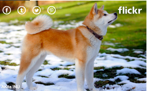 3. Chó Akitas: Giá Đây là giống chó có nguồn gốc từ Nhật Bản, nhưng ngày nay có 2 giống riêng biệt: một chủng Nhật Bản và một chủng Mỹ. Những con chó này rất trung thành, nhưng chúng cũng có thể bướng bỉnh và đòi hỏi rất nhiều sự huấn luyện. Giống chó thuần Nhật Bản đắt hơn và có thể đạt mức giá 4.500 USD.