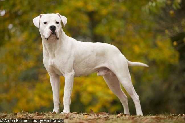 2. Chó Dogo Argentino: Giá  Loài này trông đáng sợ, và là một giống chó săn và bảo vệ, nó có thể khá hung dữ. Bạn nên thuê một huấn luyện viên chuyên nghiệp cho nó bởi vì Dogo Argentino có thể thực sự nguy hiểm nếu nó không được đào tạo đúng cách. Để có được người bảo vệ hoàn hảo này cho gia đình và gia đình của bạn, bạn phải trả tới 4.000 đô la cho một con chó con.