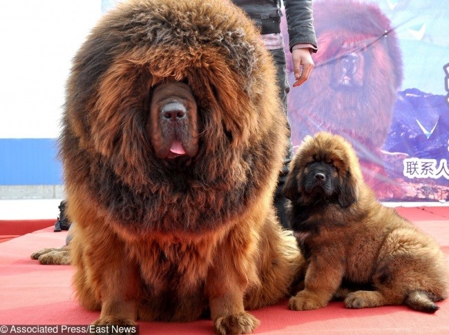 7. Chó Ngao Tây Tạng: Giá $ 2,500 - $ 7.000 Các bộ lạc du mục cổ đại của Trung Quốc, Nepal và Tây Tạng đã sử dụng những con chó này để bảo vệ cừu khỏi những kẻ săn mồi. Chó Ngao Tây Tạng là một trong những giống chó lớn nhất và bảo vệ con người nhất trên thế giới. Những con chó này có thể đạt chiều cao 33 inch và cân nặng trên 70 kg. Vào năm 2014, đã có báo cáo rằng một con trở thành con chó đắt nhất thế giới sau khi được bán với giá kỷ lục 1,9 triệu đô la.