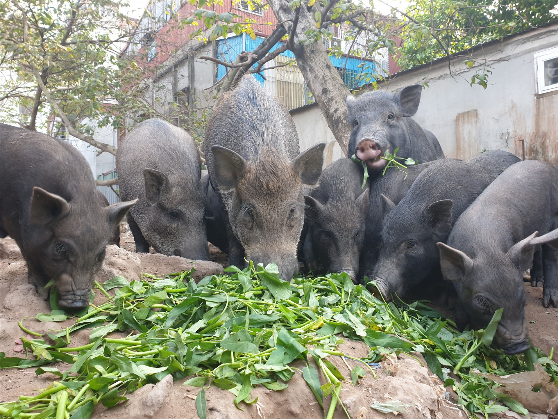 Mỗi ngày anh L. và những hộ dân trong xóm thay phiên nhau cho đàn lợn mán (gần 20 con) ăn.