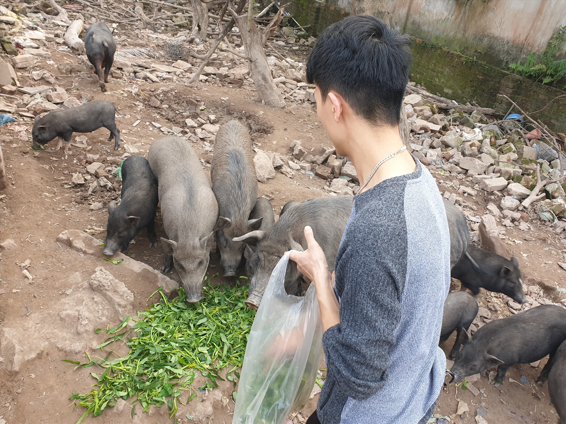 Theo anh Linh, người dân sống xung quanh khu vực vẫn thường xuyên mang đồ ăn thừa cho đàn lợn mán như rau, cỏ, ngô cùng nhiều thực phẩm khác.