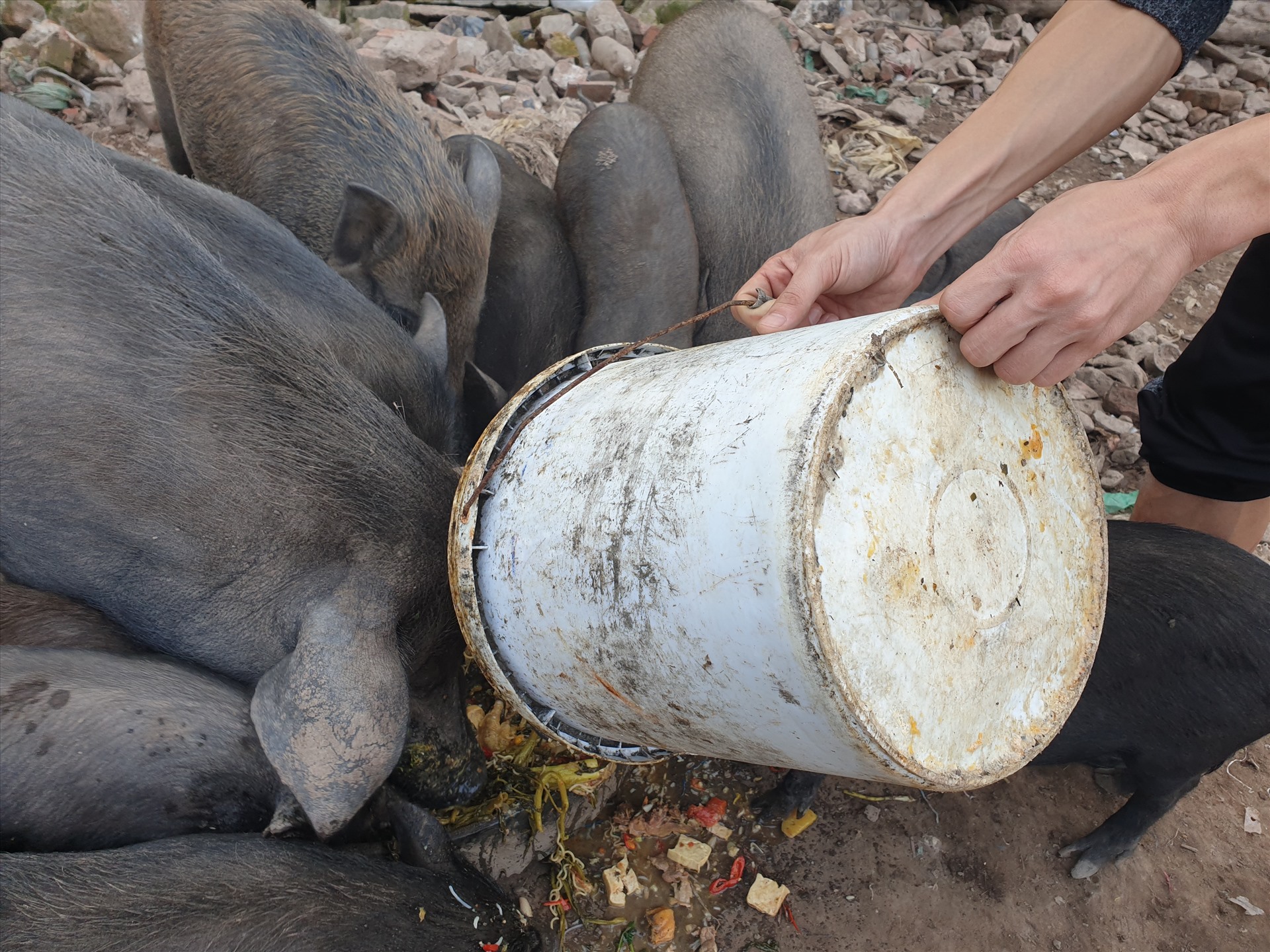 “Lợn mán càng nhỏ thì càng thơm thịt, lợn chỉ khoảng 10–15 kg là ngon nhất và dễ thích nghi với môi trường“, anh Linh nói.