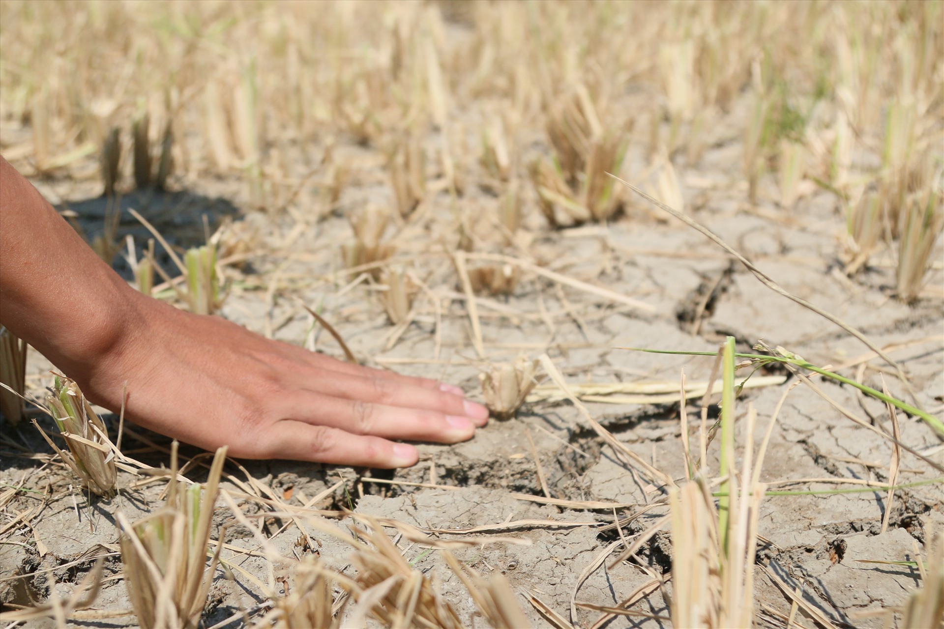 Một diện tích lớn lúa nước ở huyện Krông Bông (Đắk Lắk) chết khô do không đủ nước tưới. Ảnh: B.T