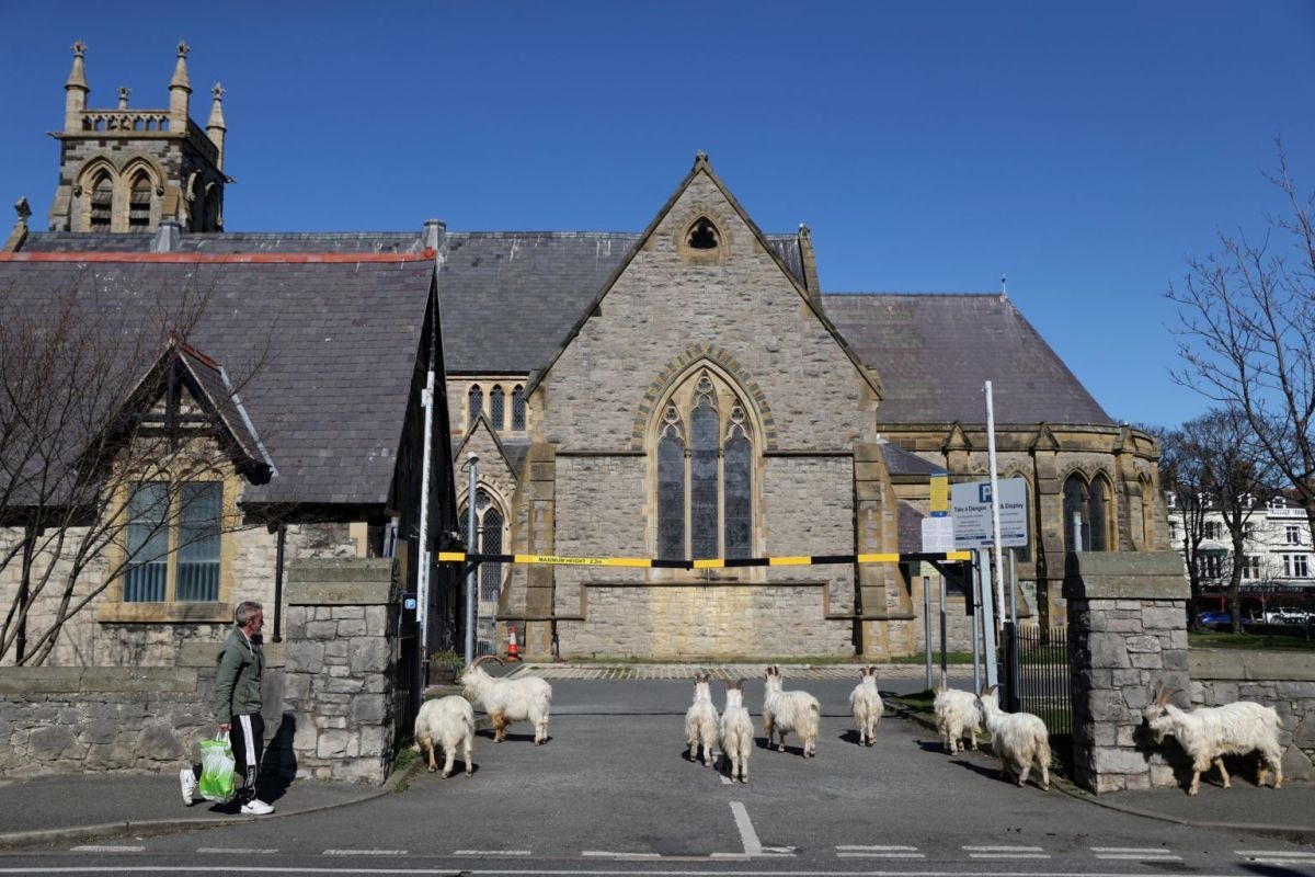 Cả đàn dê ung dung kéo nhau đi bát phố ở Llandudno, Wales, ngày 31.3. Ảnh: Reuters