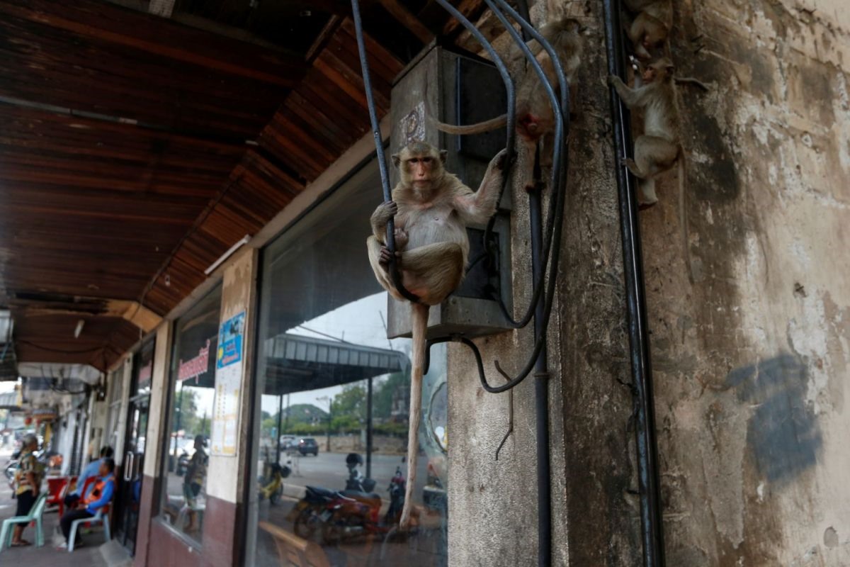 Các con khỉ thậm chí còn đu lên dây cáp tại một khu phố gần đền Prang Sam Yod ở Lopburi, Thái Lan, ngày 17.3. Ảnh: Reuters