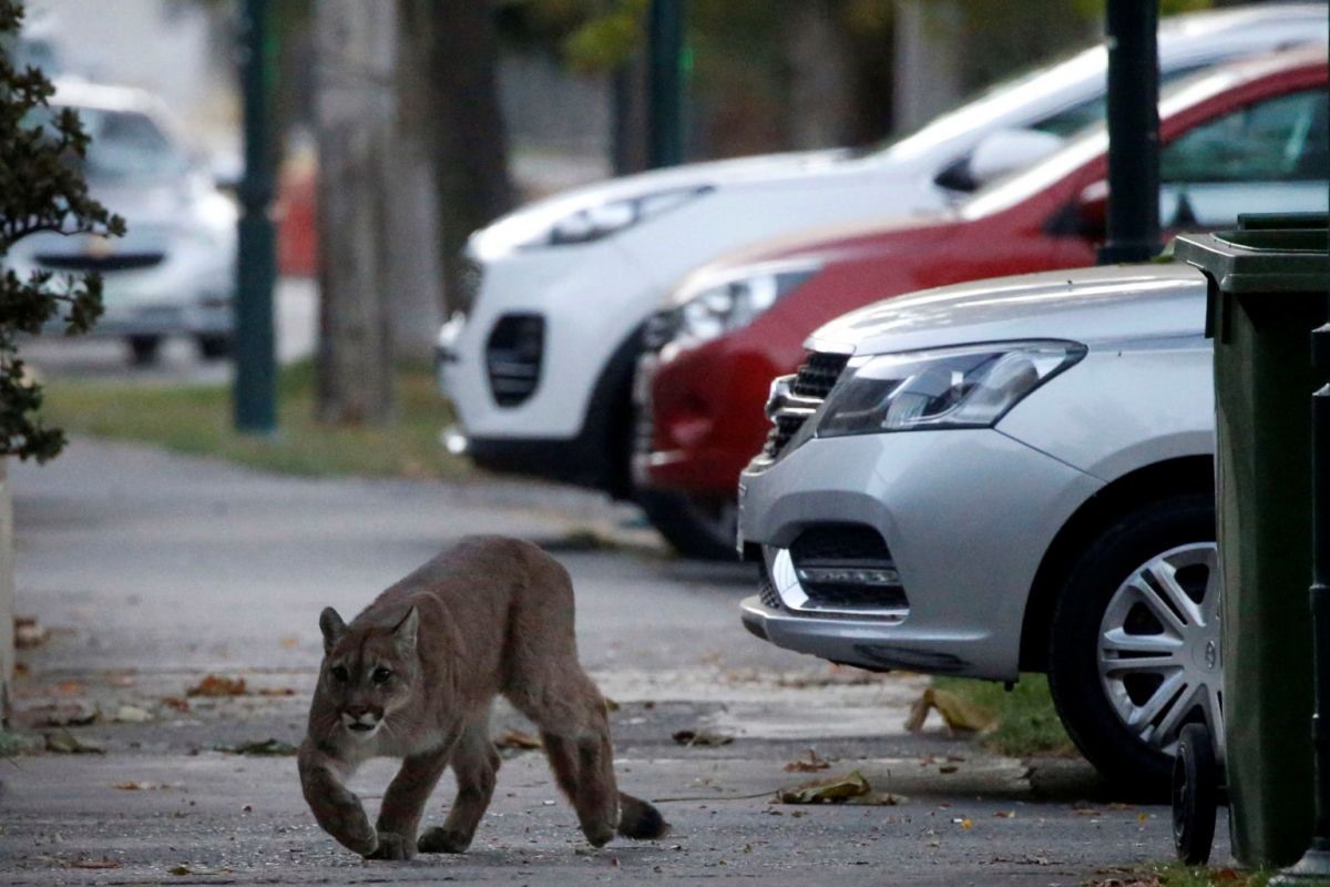 Một con báo đang đi dọc theo con phố trước khi bị bắt lại và đưa vào sở thú ở Santiago, Chile, ngày 24.3. Ảnh: Reuters