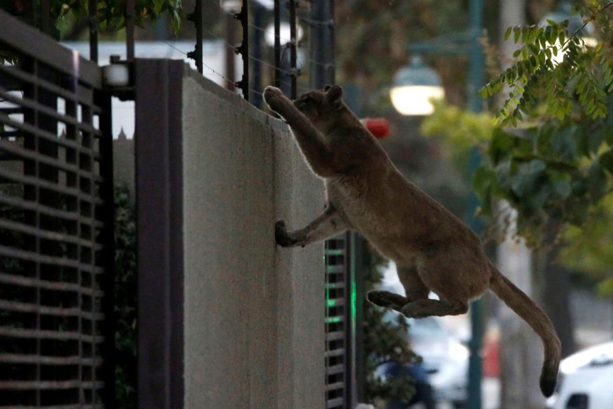 Trước khi bị bắt, nó đã cố phi qua tường vào nhà dân, ở Santiago, Chile, ngày 24.3. Ảnh: Reuters