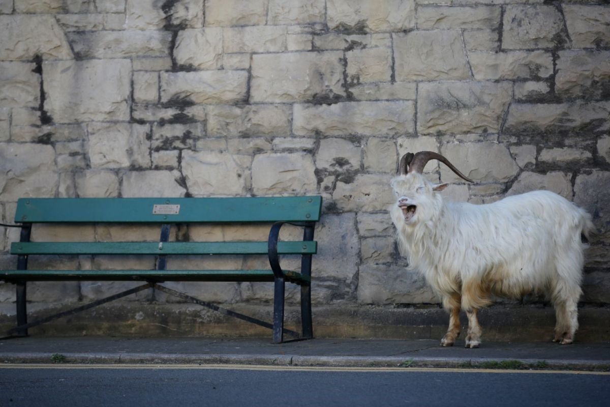 Một con dê ung dung đi lang thang bên ngoài một nhà thờ ở Llandudno, Wales, ngày 31.3. Ảnh: Reuters