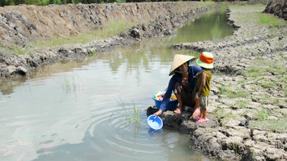 Nhiều nơi tại đồng bằng sông Cửu Long đang khan hiếm nước sinh hoạt. Ảnh: T.PHÚ