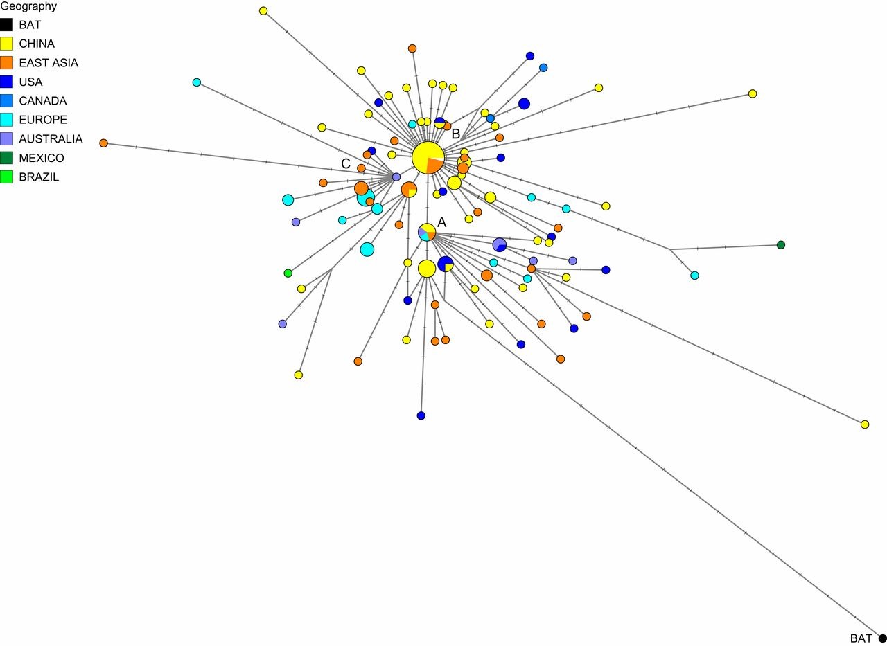 Bản đồ lây lan của COVID-19. Ảnh: Peter Forster, Lucy Forster, Colin Renfrew và Michael Forster/PNAS