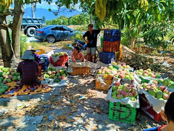 Nhiều nhà vườn ở Cam Ranh gặp khó khăn khi xoài thu hoạch xong chưa tìm được  lối ra. Ảnh: Minh Chiến