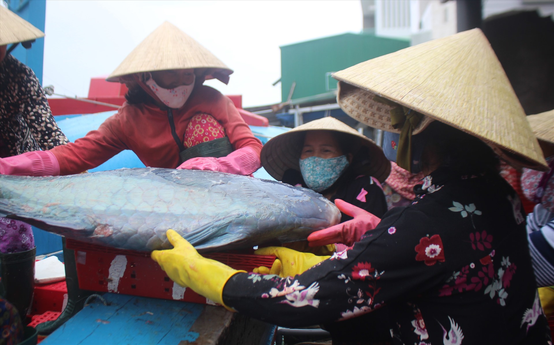 Những ngày này, nhiều tàu cá đánh bắt xa bờ cập cảng Sa Kỳ (Quảng Ngãi), với các khoang cá lớn nặng hàng chục ký nhưng giá rẻ khiến ngư dân thất thu hàng chục triệu đồng.