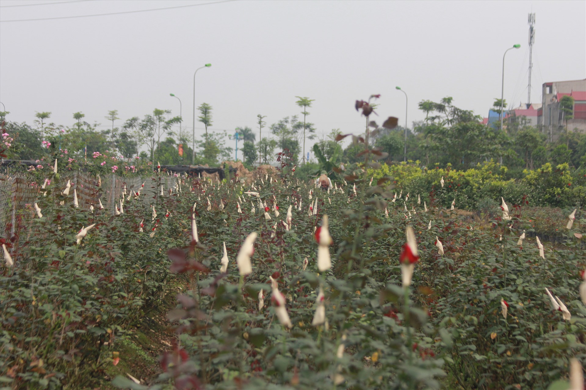 Tương tự, tại xã Mê Linh (huyện Mê Linh) nhiều vườn hoa cũng đang đến kỳ thu hoạch nhưng cũng không thu hoạch được do rớt giá, không có người mua.