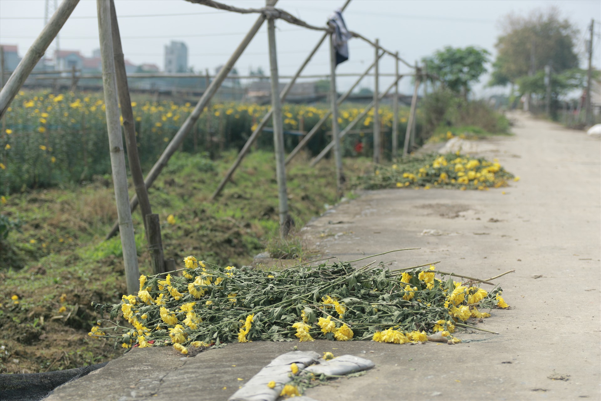 Sáng 15.4, theo ghi nhận của Lao Động tại các vườn hoa Tây Tựu (Bắc Từ Liêm, Hà Nội) hầu hết chủ vườn đều đang gặp khó trong việc tiêu thụ sản phẩm. Thậm chí, nhiều nhà vườn phải chặt bỏ vì hoa bán không ai mua.