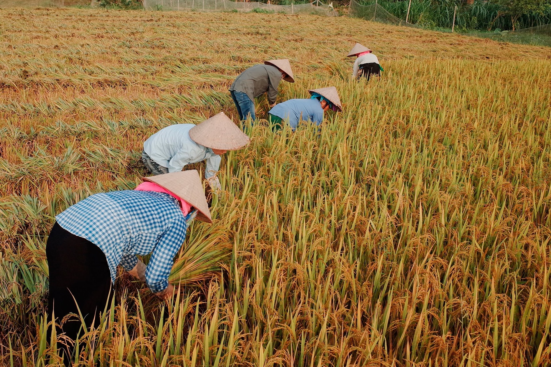 Nông dân thu hoạch lúa mùa. Ảnh Hải Nguyễn