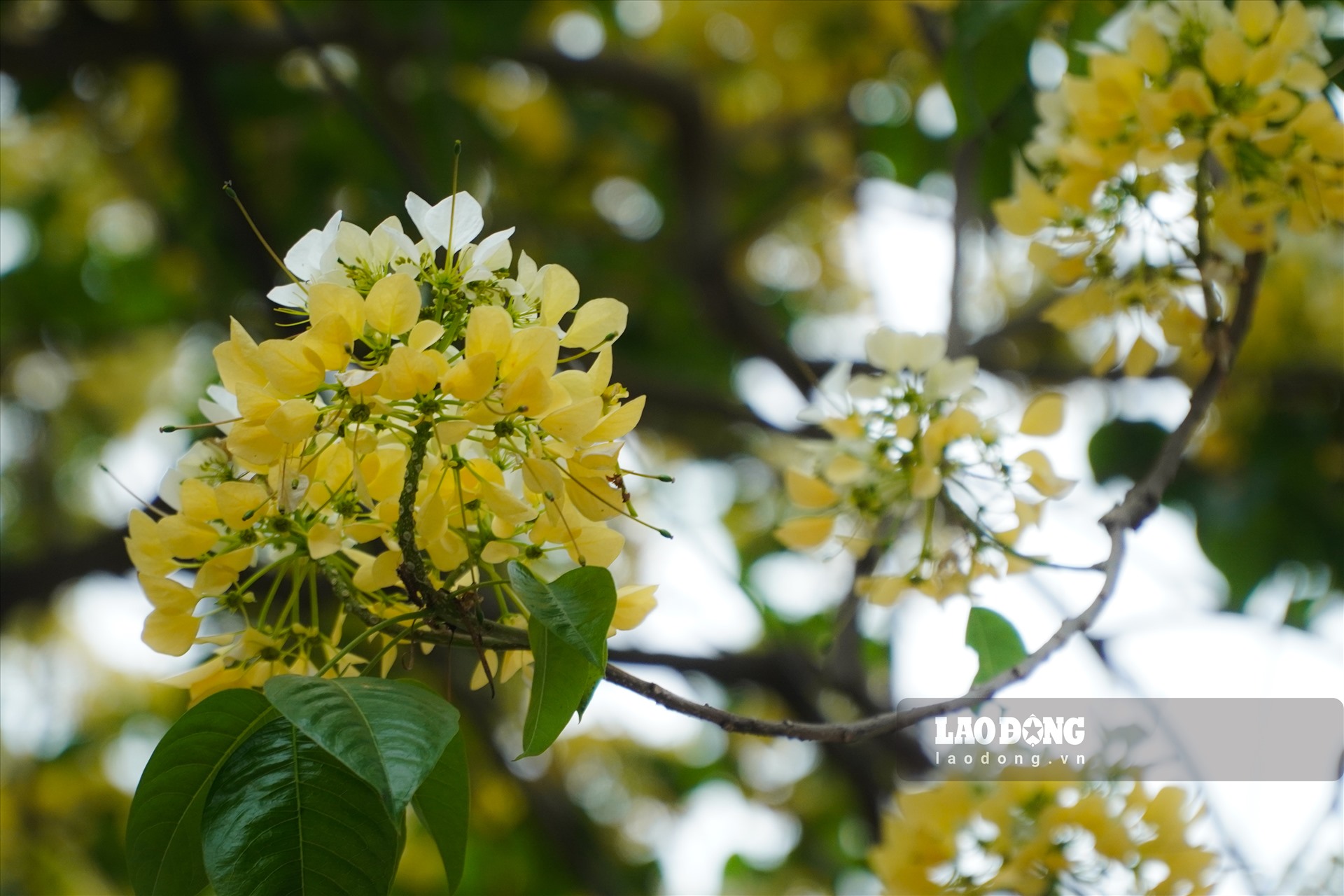 Hoa bún mọc thành từng chùm phía đầu cành, màu hoa vàng, trắng xen lẫn sắc xanh của lá khiến cây càng thêm phần rực rỡ.