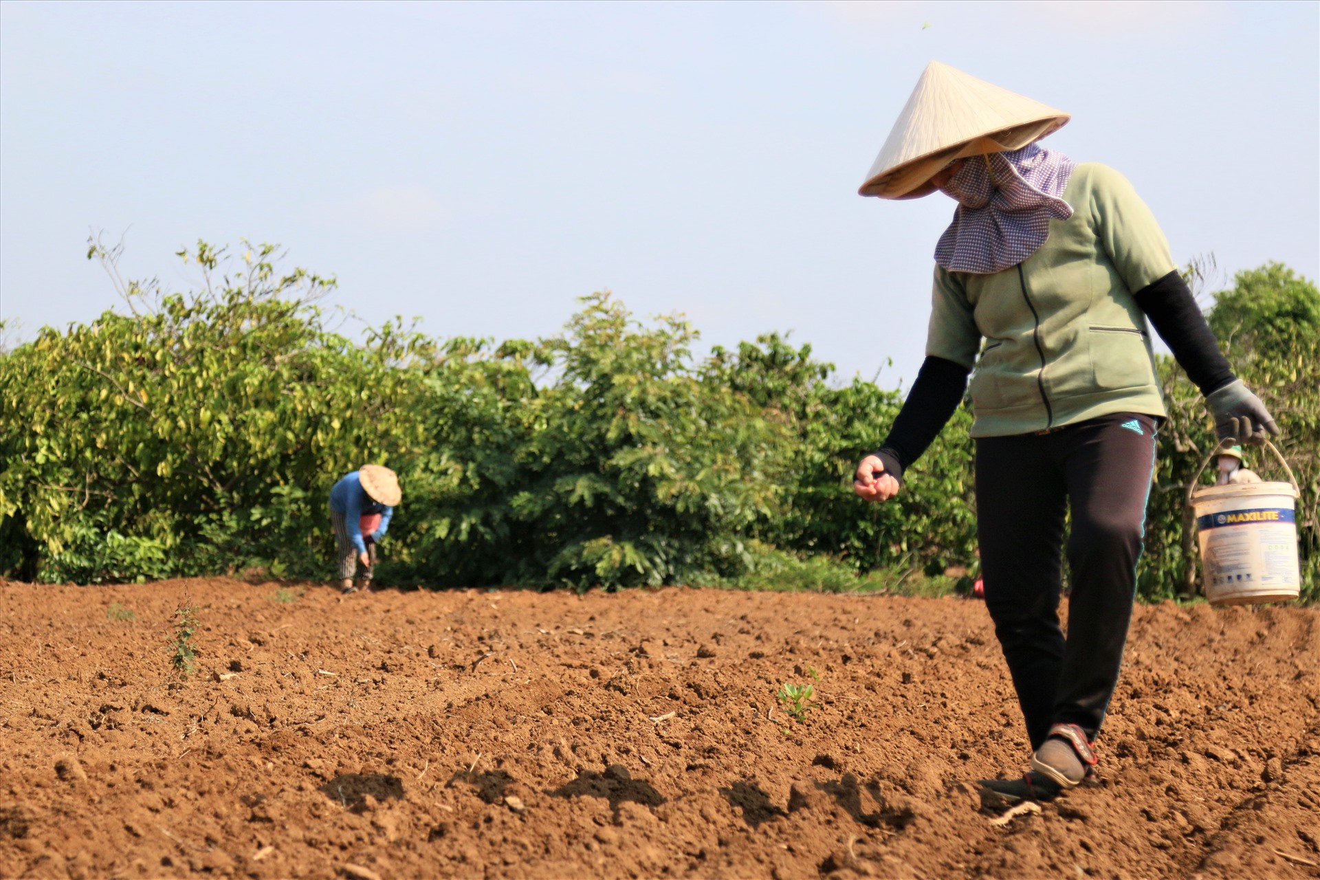 Người dân xã Ea Phê, huyện Krông Pắc, tỉnh Đắk Lắk trở lại cánh đồng làm việc sau 15 ngày cách ly xã hội. Ảnh: Bảo Trung