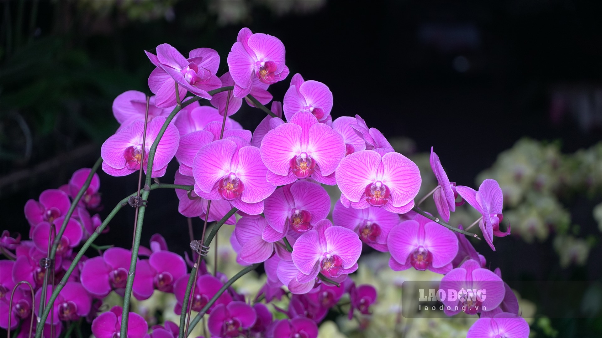 Những bông hoa hiếm hoi tại chợ Quảng An còn trụ được trong mùa dịch.