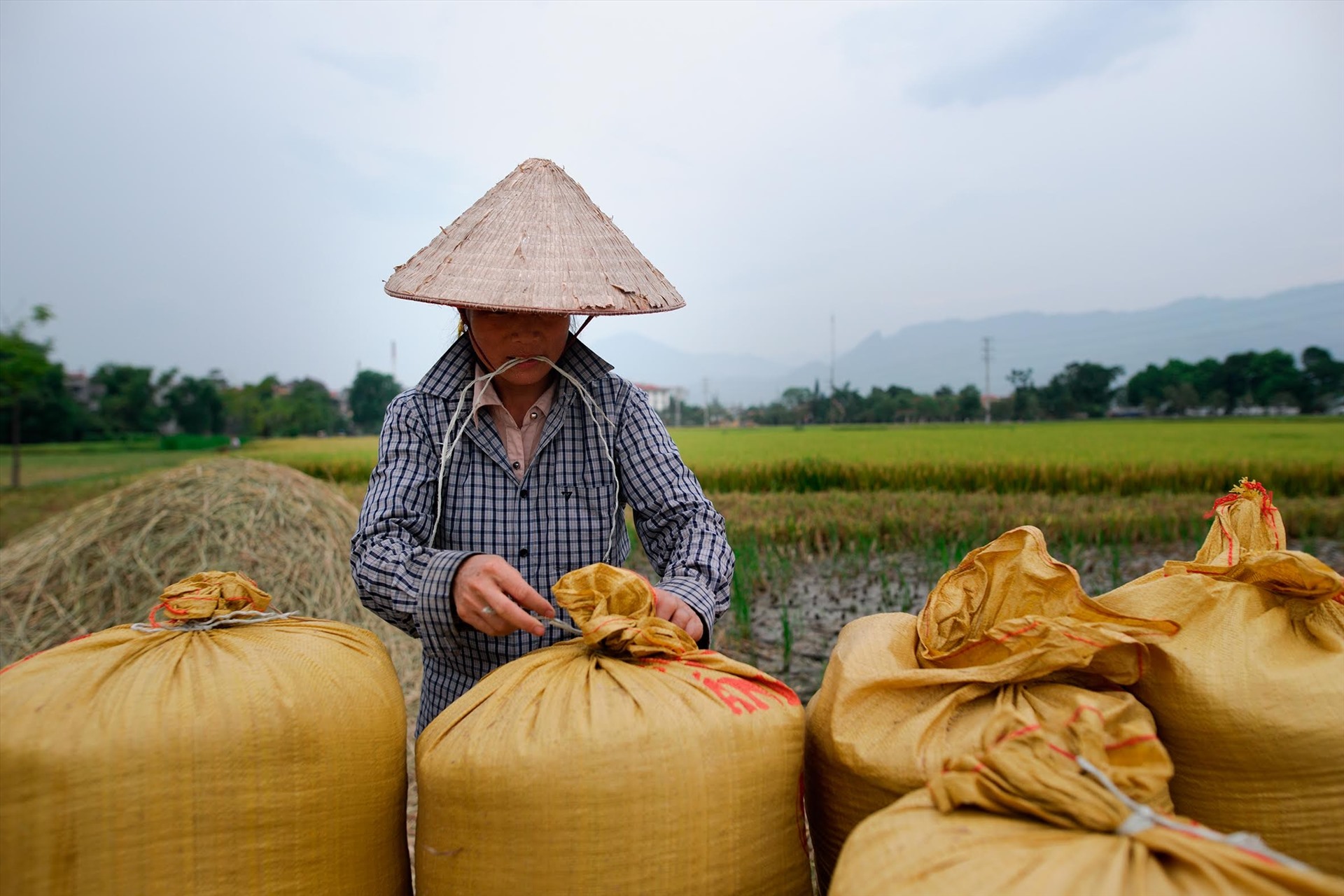 Bộ Công Thương lên tiếng về những lùm xùm xuất khẩu gạo. Ảnh: Hải Nguyễn